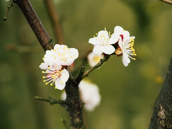 Aprikos trädblomma — Stockfoto