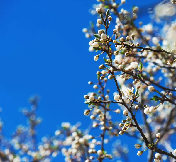 Aprikos trädblomma — Stockfoto