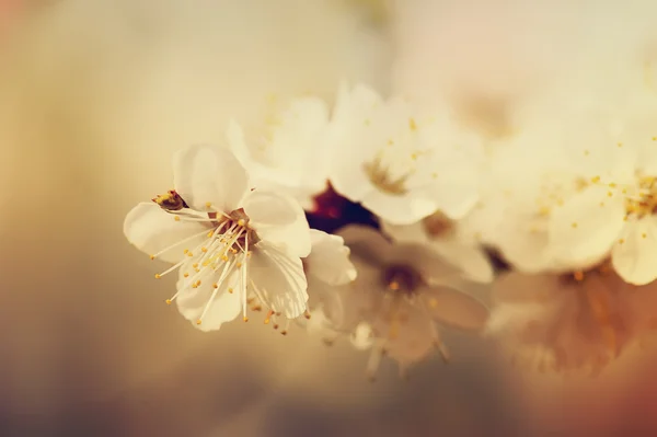 Marillenbaumblüte — Stockfoto