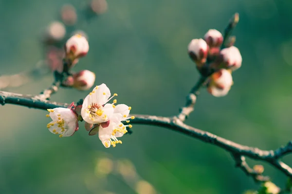 살구 나무의 꽃 — 스톡 사진