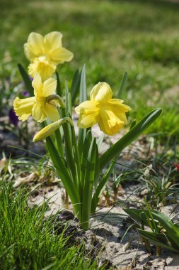 Güzel sarı nergisler