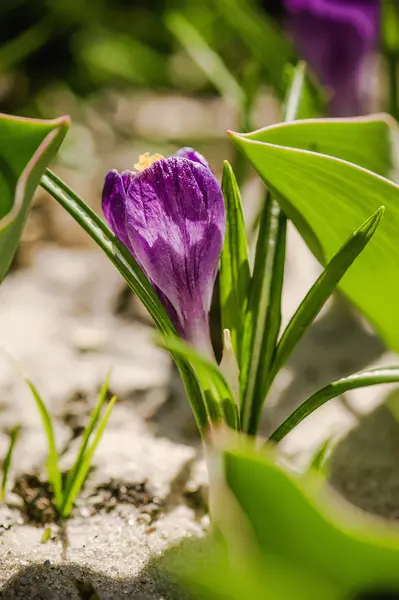 Crocus flower — Stock Photo, Image