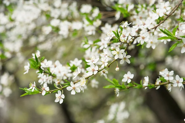 Plommon blommor — Stockfoto