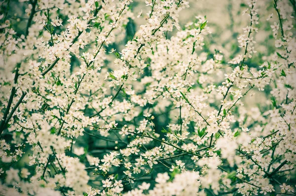 Plum vintage flowers — Stock Photo, Image