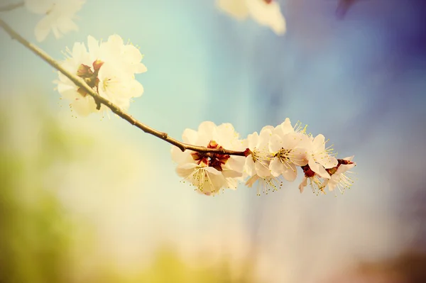 アプリコットの木の花 — ストック写真