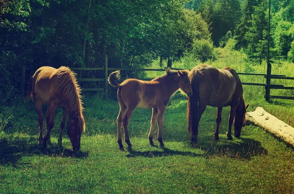 Cavalos da baía pastam nas montanhas — Fotografia de Stock