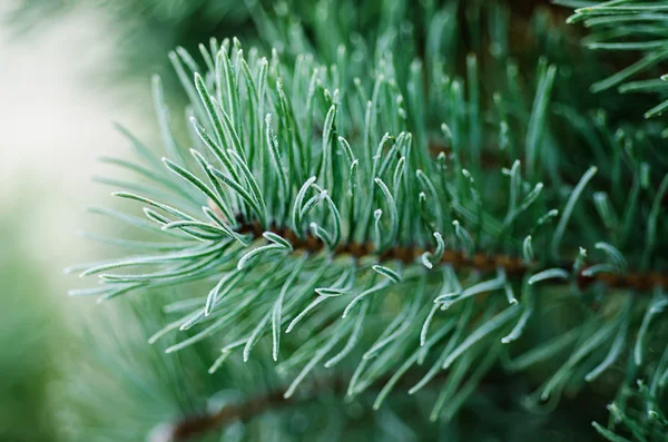 Pine iced tree — Stock Photo, Image