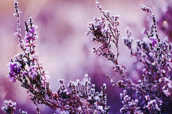 Fleurs de bruyère congelées — Photo