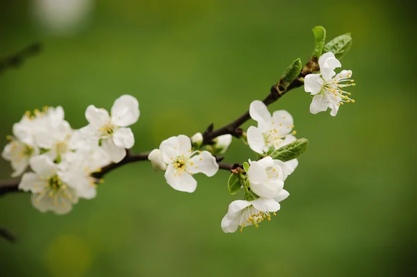 Cherry flowers — Stock Photo, Image