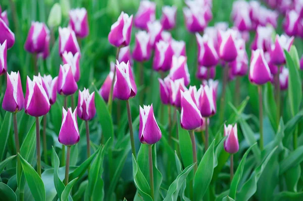 Tulipani viola — Foto Stock