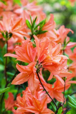 Bahçede Rhododendronlar ve açelyalar