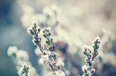 Donmuş heather çiçek