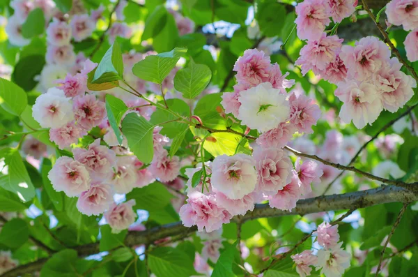 盛开的樱花花 — 图库照片