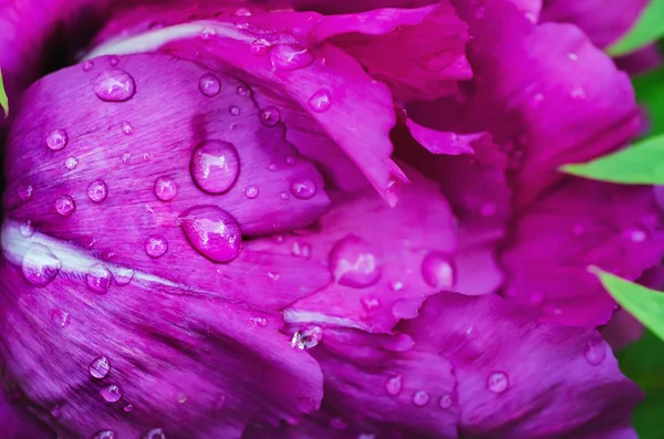 Peonia fiore sfondo — Foto Stock