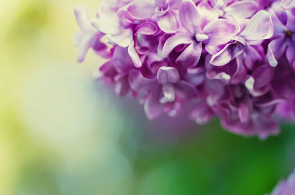 Lilla fiori sfondo — Foto Stock