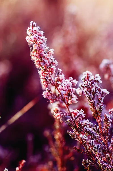 Fleurs de bruyère congelées — Photo