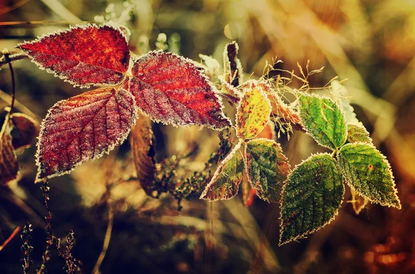 Frozen blackberry leaves — Stock Photo, Image