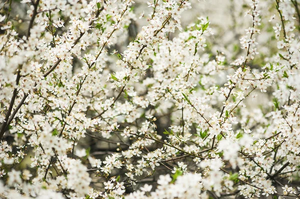 Plum bloemen — Stockfoto