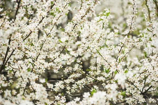 Flores de ciruelo — Foto de Stock