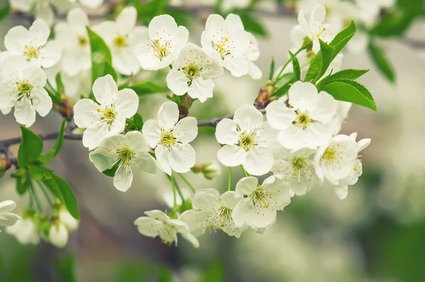 Flores de cereza — Foto de Stock