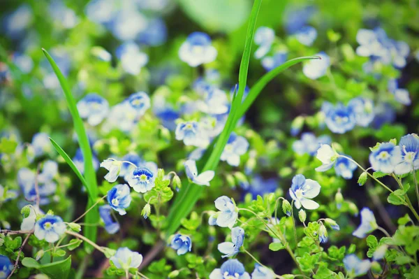 Vergissmeinnicht-Blumen — Stockfoto