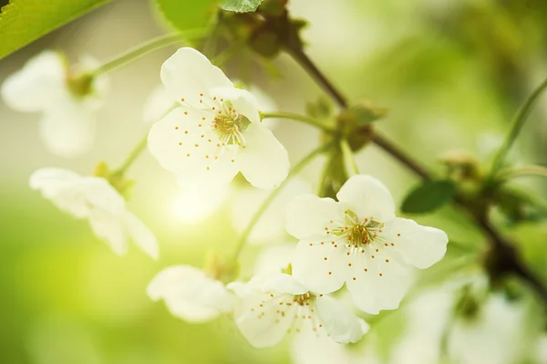 Cherry flowers — Stock Photo, Image