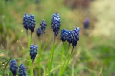 Muscari neglectum