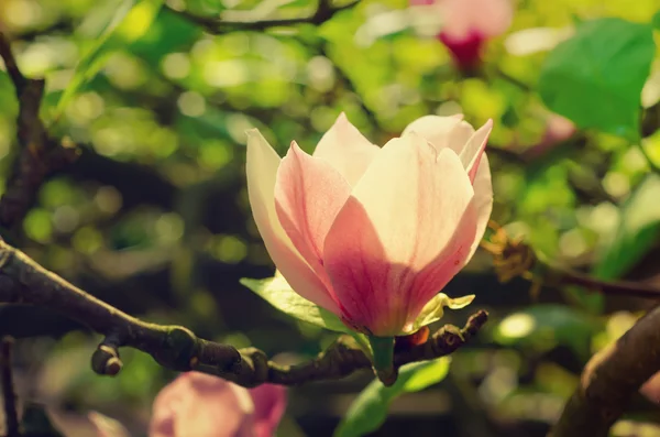 Magnolienblüten — Stockfoto