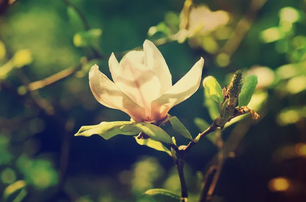 Fiori di Magnolia — Foto Stock