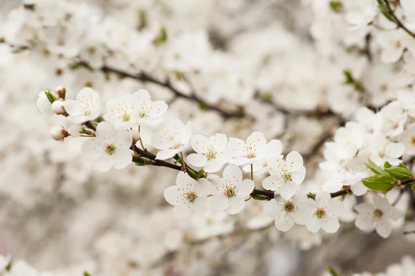 Apricot tree flower — Stock Photo, Image