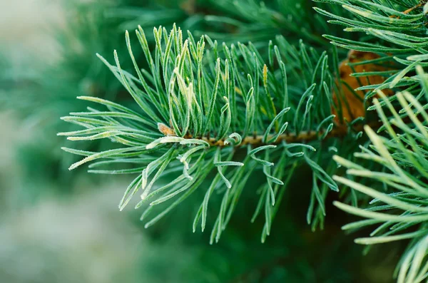 Iced pijnboom — Stockfoto