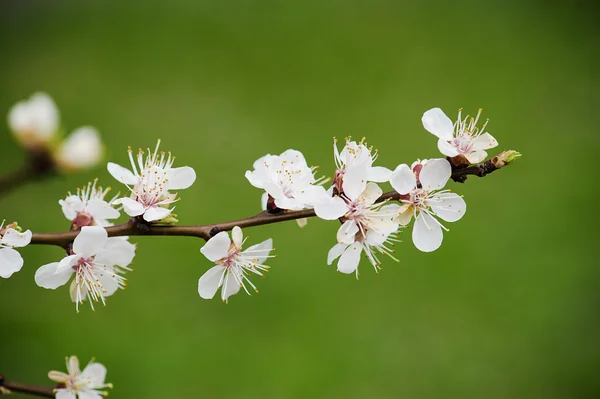 Apricot tree flower — Stock Photo, Image