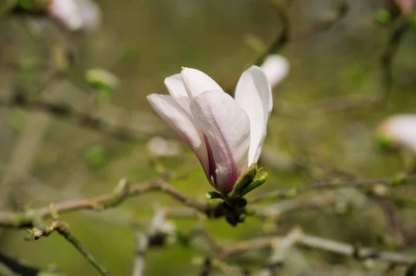 Magnolie bílé květy — Stock fotografie