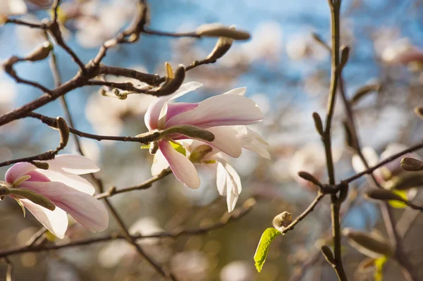 Magnolia biała kwiaty — Zdjęcie stockowe