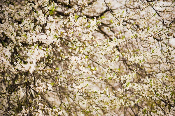 Plommon blommor — Stockfoto