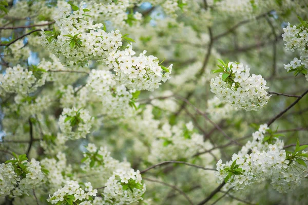 Cherry flowers — Stock Photo, Image