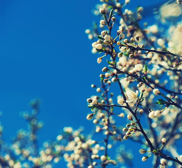 Marillenbaumblüte — Stockfoto