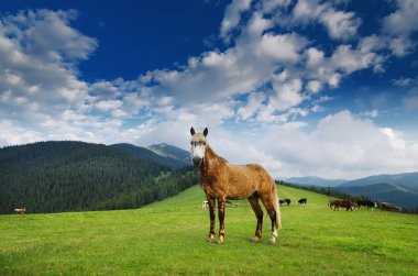 dağ çayır üzerinde otlatma at