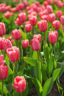 Kırmızı güzel Lale