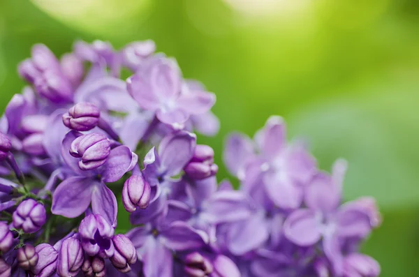 Fondo de flores lila — Foto de Stock