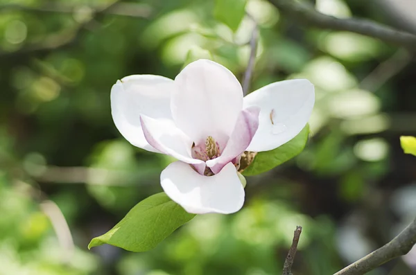 モクレンの花 — ストック写真