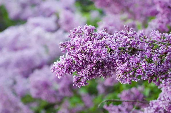 Förgrenade lila blommor — Stockfoto