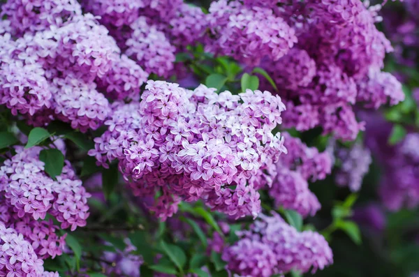 Tak van lila bloemen — Stockfoto