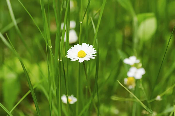 春のマーガレットの花 — ストック写真