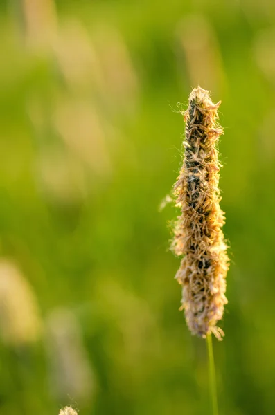 Zonnige weide plant — Stockfoto