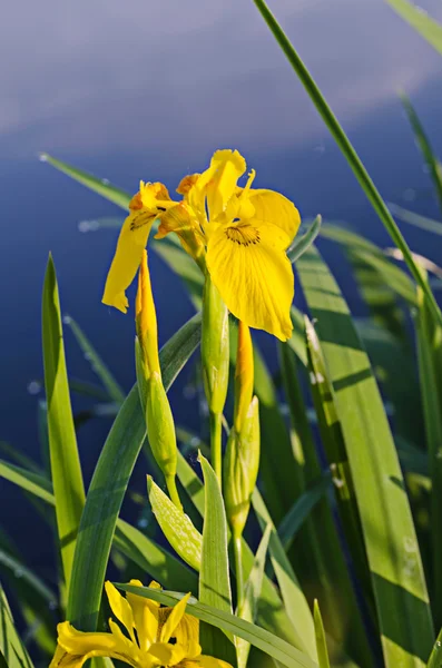 Irisblüte in der Natur — Stockfoto