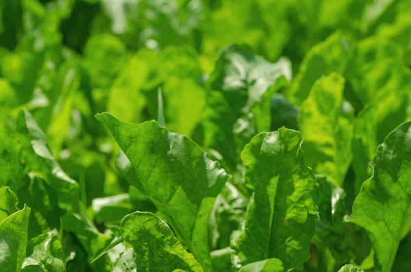 Groene salade veld — Stockfoto