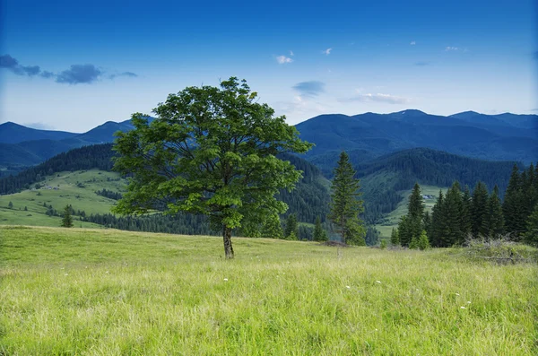 Cárpatos paisaje de montaña con árbol — Foto de Stock