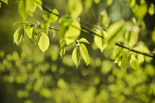 阳光绿叶 — 图库照片