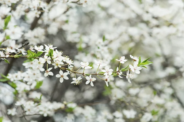 Flores de ameixa — Fotografia de Stock